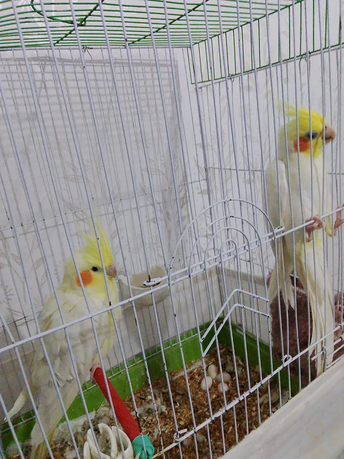 پرنده عروس هلندی|پرنده|اردبیل, |دیوار