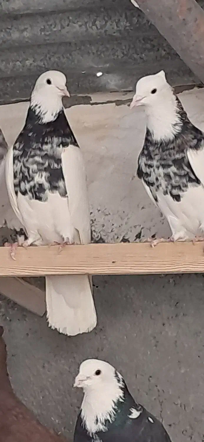 کبوتر طوقی|حیوانات|مبارکه, |دیوار