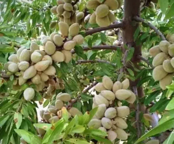 نهال بادام خوشه ای ،درخت درگلخانه نهالستان باغینو|گل و گیاه طبیعی|مشهد, خواجه ربیع|دیوار