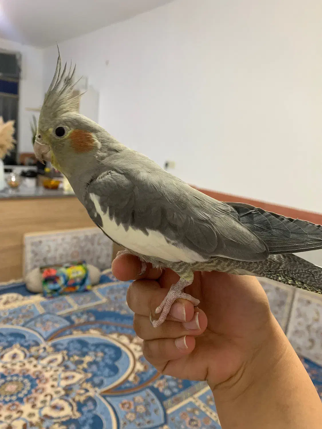 فروش عروس هلندی|پرنده|کامیاران, |دیوار