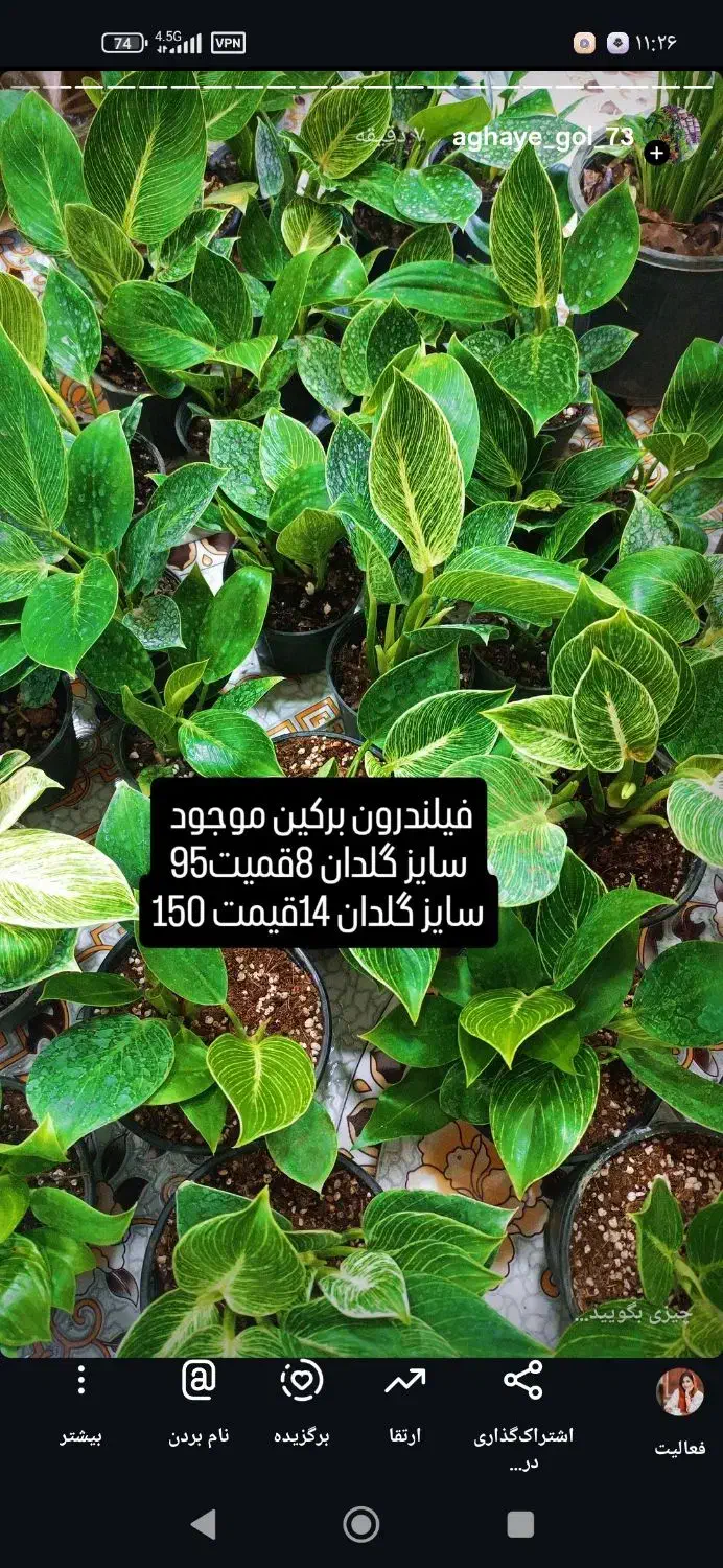 فیلندرون برکین|گل و گیاه طبیعی|یزد, |دیوار