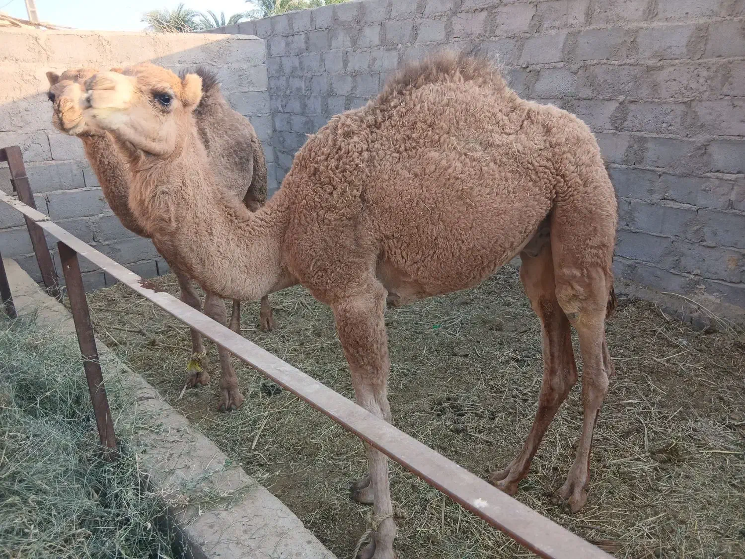 شترفروشی|حیوانات مزرعه|نگین کویر, |دیوار