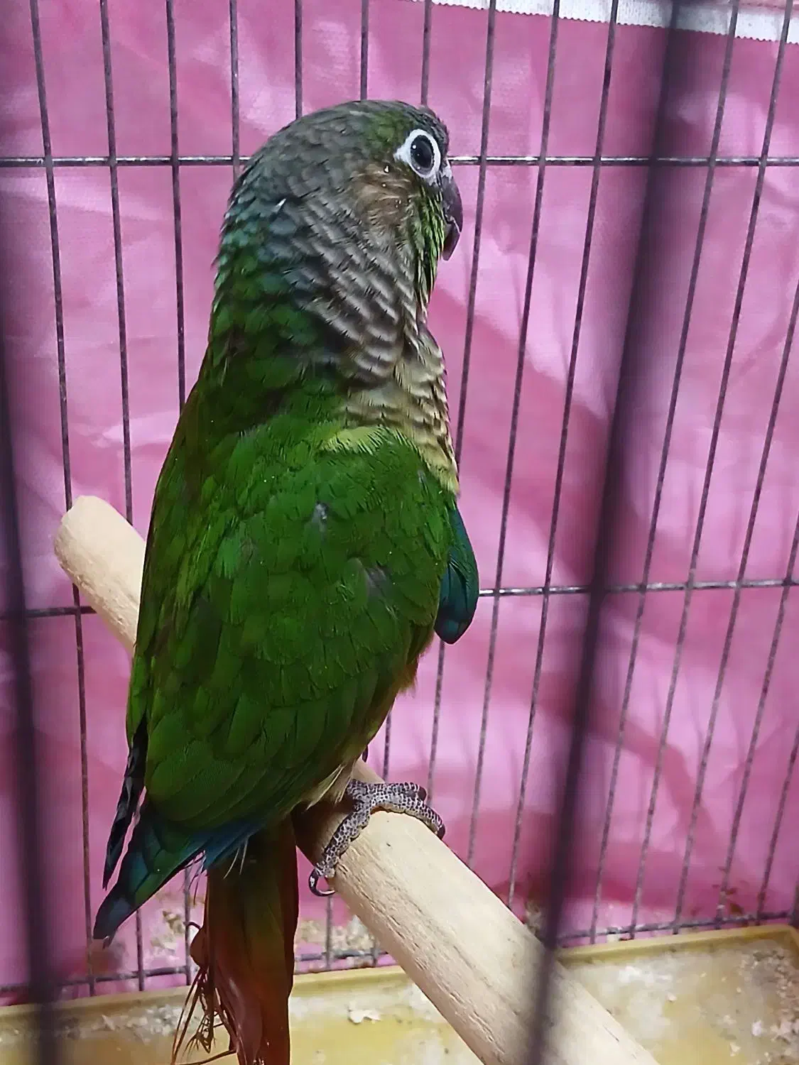 گرینچیک|پرنده|پاکدشت, شهرک امام رضا|دیوار