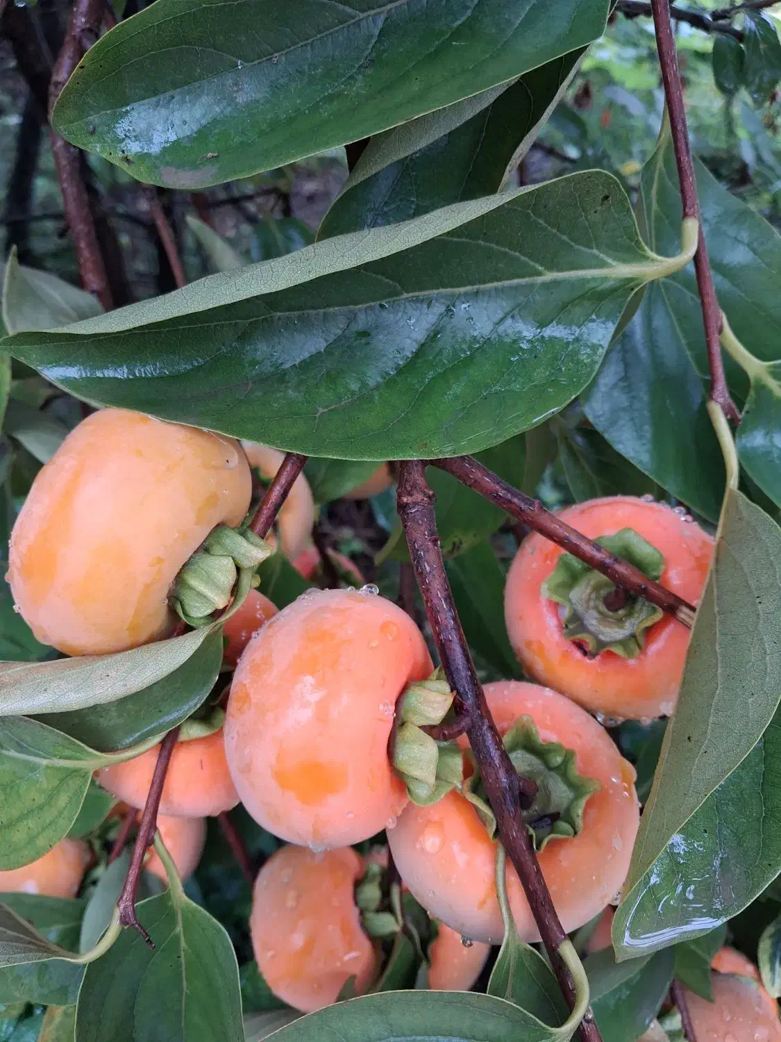خرمالو|خوردنی و آشامیدنی|رشت, فلسطین|دیوار
