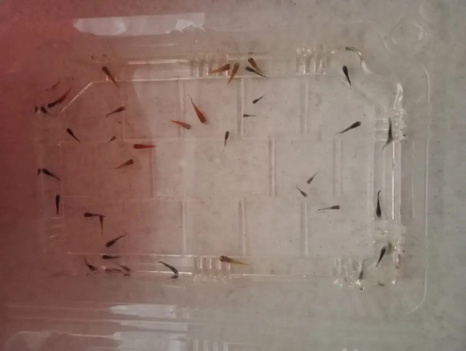 ماهی گوپی و کالر|ماهی|ارومیه, |دیوار