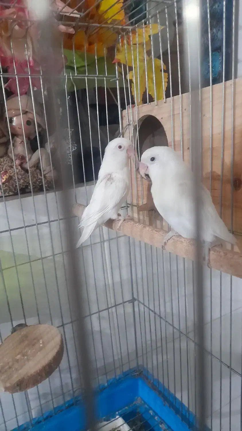 ِیه جفت کوتوله برزیلی سفیدنروماده|پرنده|شیراز, محراب|دیوار