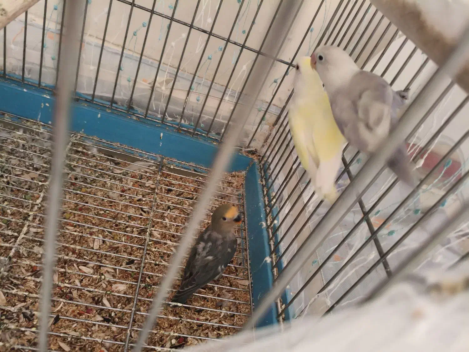 مولد طوطی برزیلی|پرنده|بومهن, |دیوار