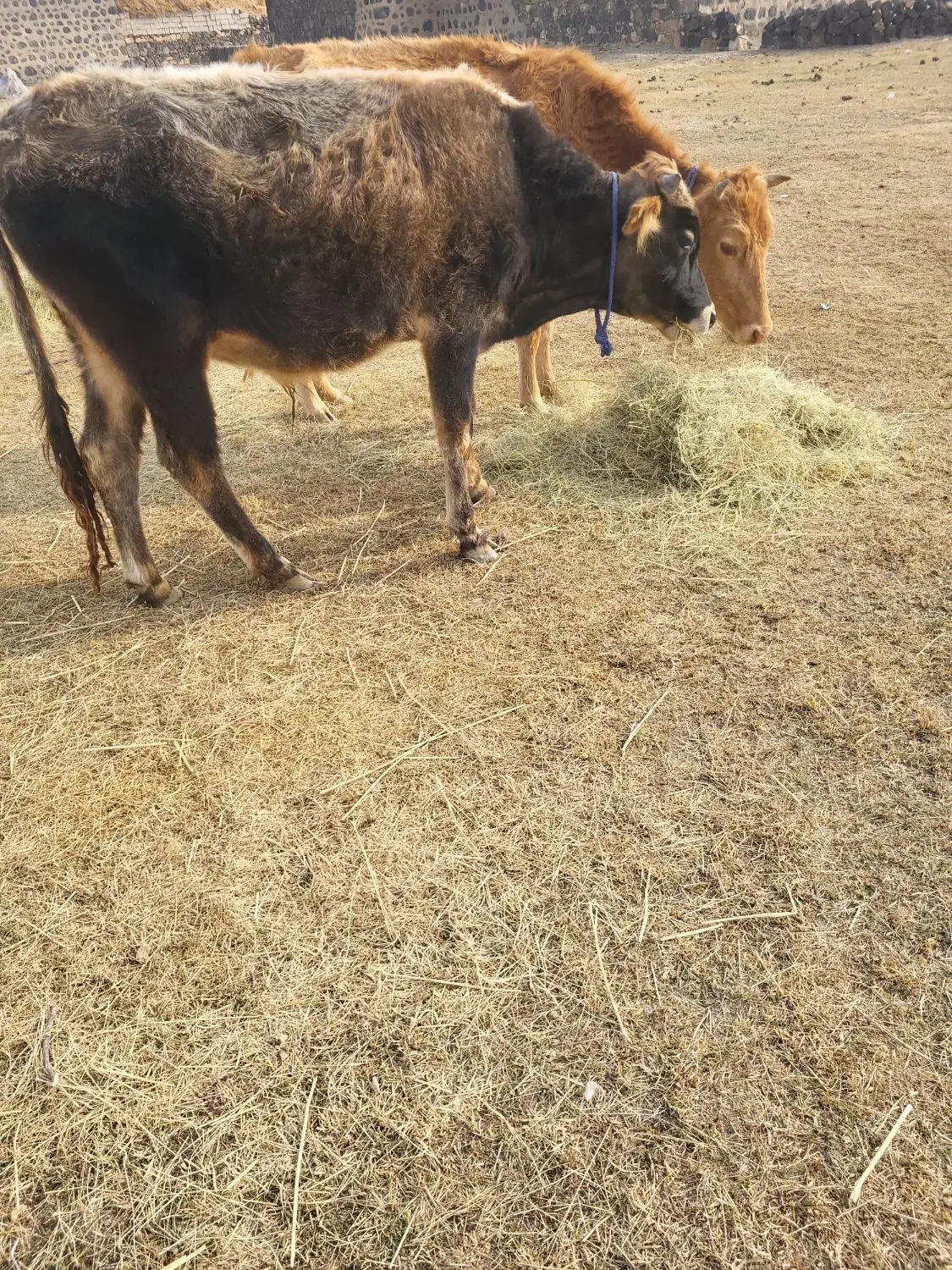 گاو تلیسه و گوساله|حیوانات مزرعه|ماکو, |دیوار