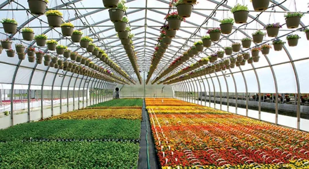 گلخانه|گل و گیاه طبیعی|شیراز, گویم|دیوار