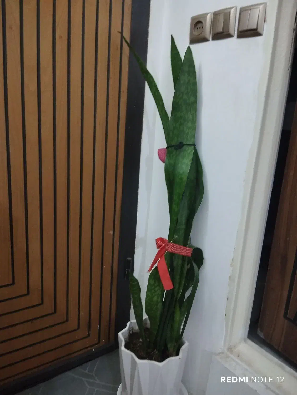 گلدان سانسوریا|گل و گیاه طبیعی|قم, عمار یاسر|دیوار