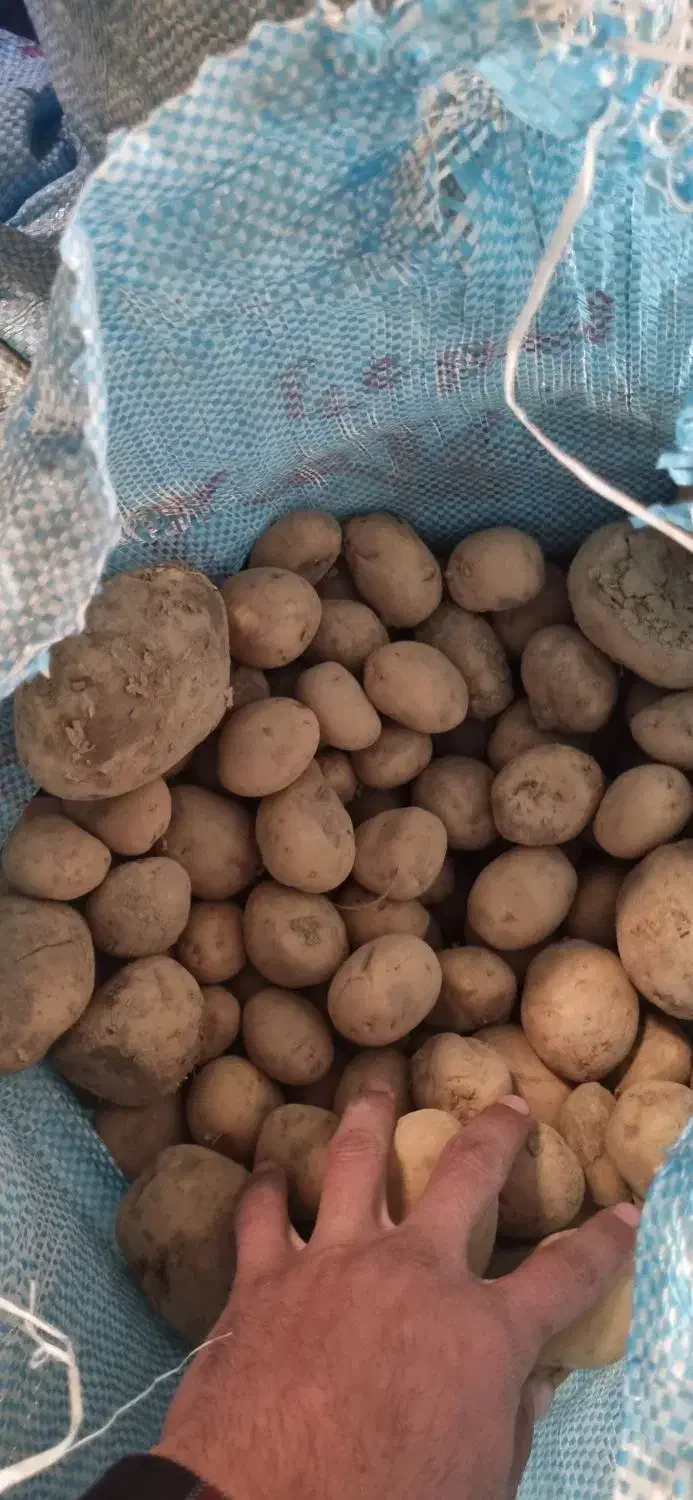 سیب زمینی دامی|عمدهفروشی|شراء, |دیوار