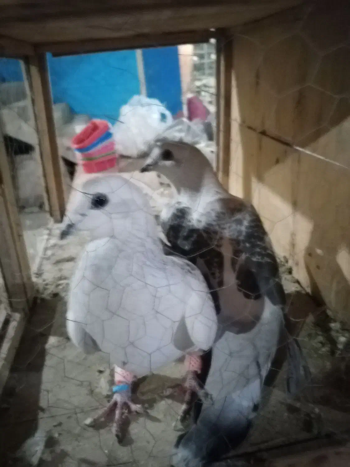 کفتر شهرستانی|پرنده|چهارباغ, |دیوار