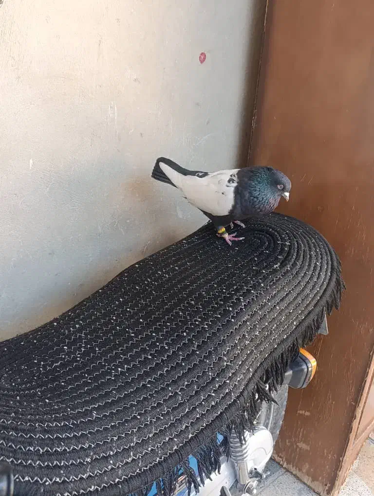 کفتر سینه سیاه|پرنده|جهرم, |دیوار