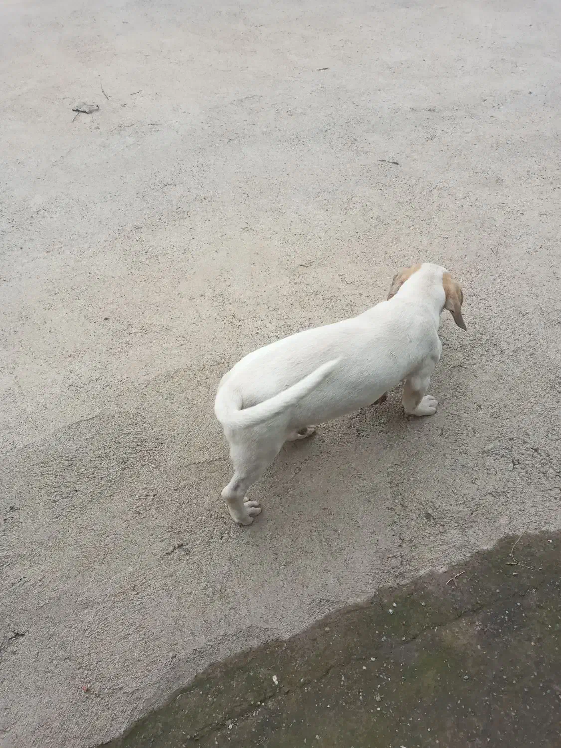 توله شکاری|سگ|صومعه‌سرا, |دیوار