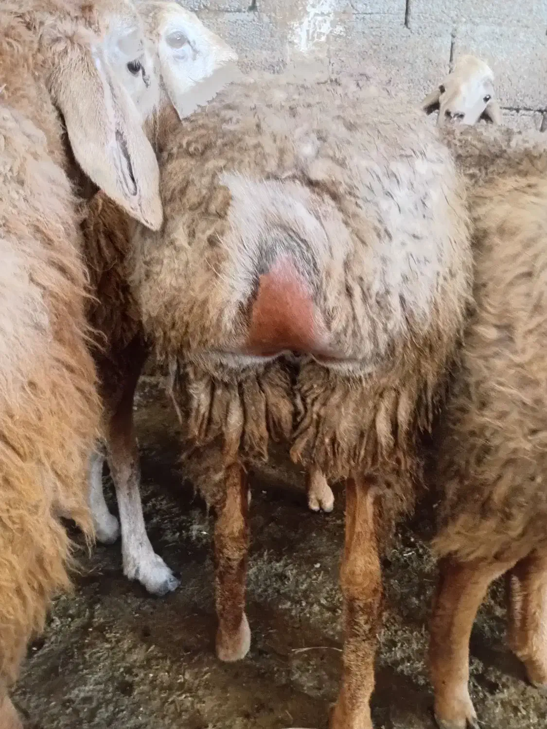 بره ماده اصل دامازدخ مغانی نژاد فومن ۱۹راس|حیوانات مزرعه|قشلاق دشت, |دیوار