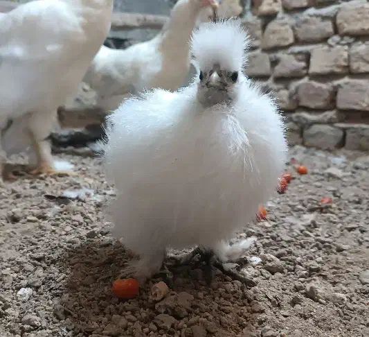 جوجه ابریشمی|حیوانات مزرعه|مینودشت, |دیوار