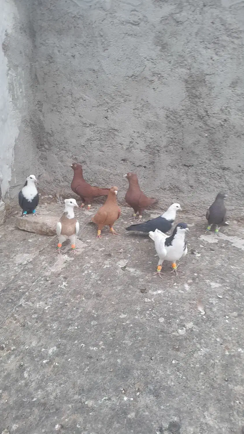 ۸رنگی|پرنده|بوئین زهرا, |دیوار