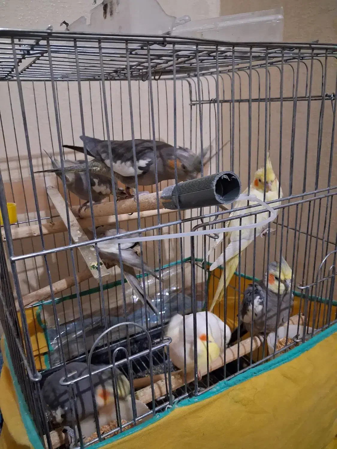 عروس هلندی|پرنده|فردیس, فردیس|دیوار