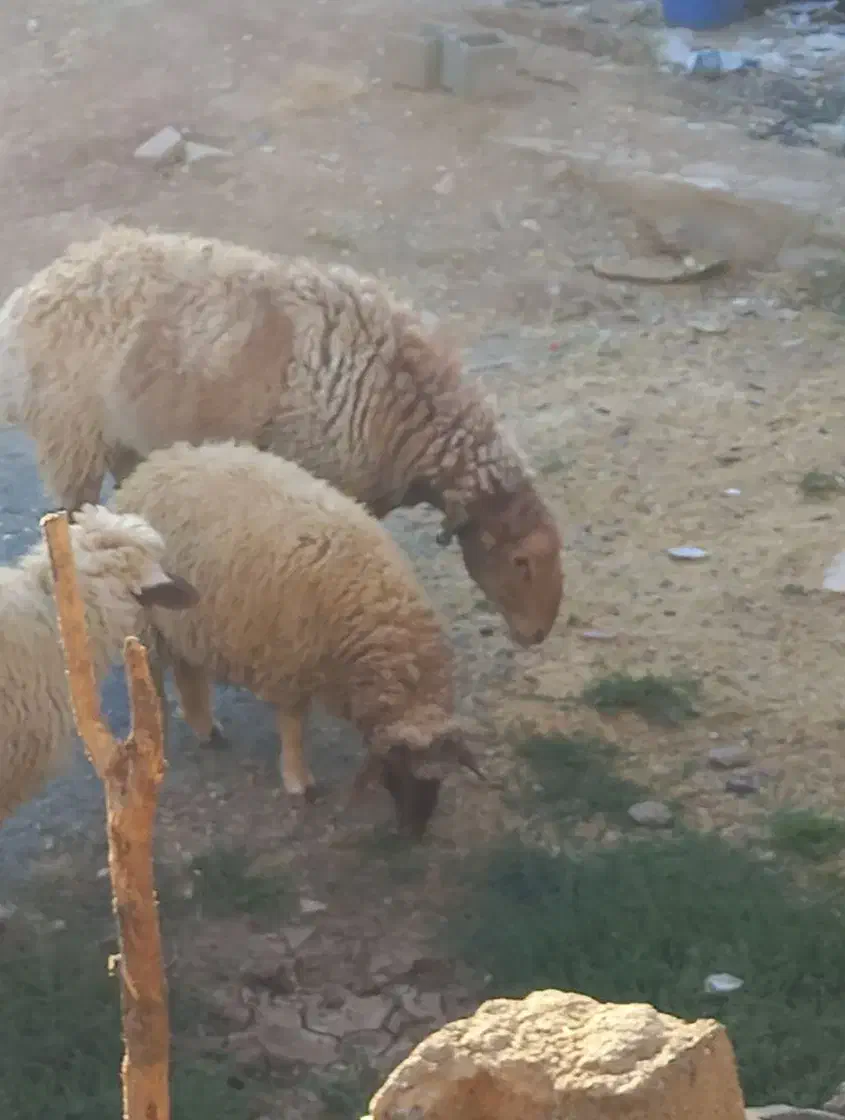 قوچ دوشیره وسه شیره|حیوانات مزرعه|کرمانشاه, |دیوار