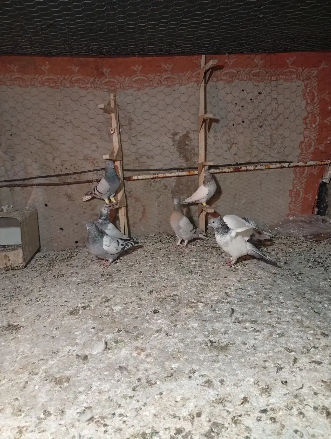 کفتر|پرنده|شیراز, مسلم|دیوار