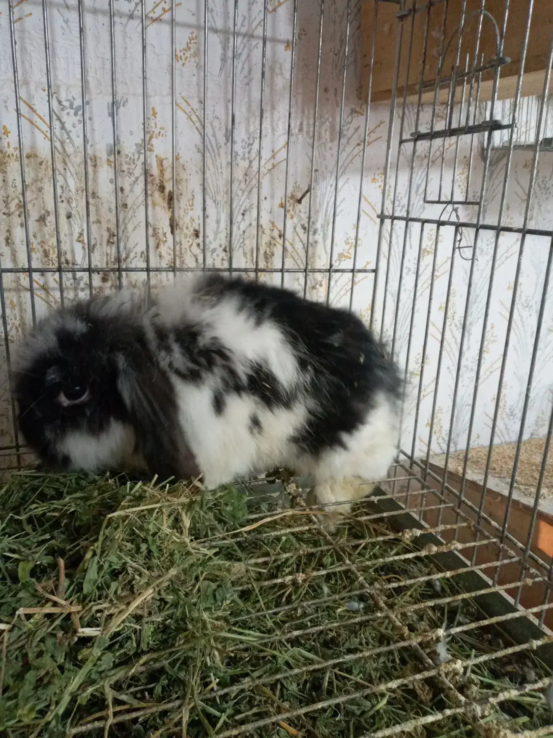 خرگوش لوپ|موش و خرگوش|رشت, علی آباد|دیوار