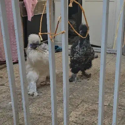 خروس ابریشمی|حیوانات مزرعه|تهران, دردشت|دیوار