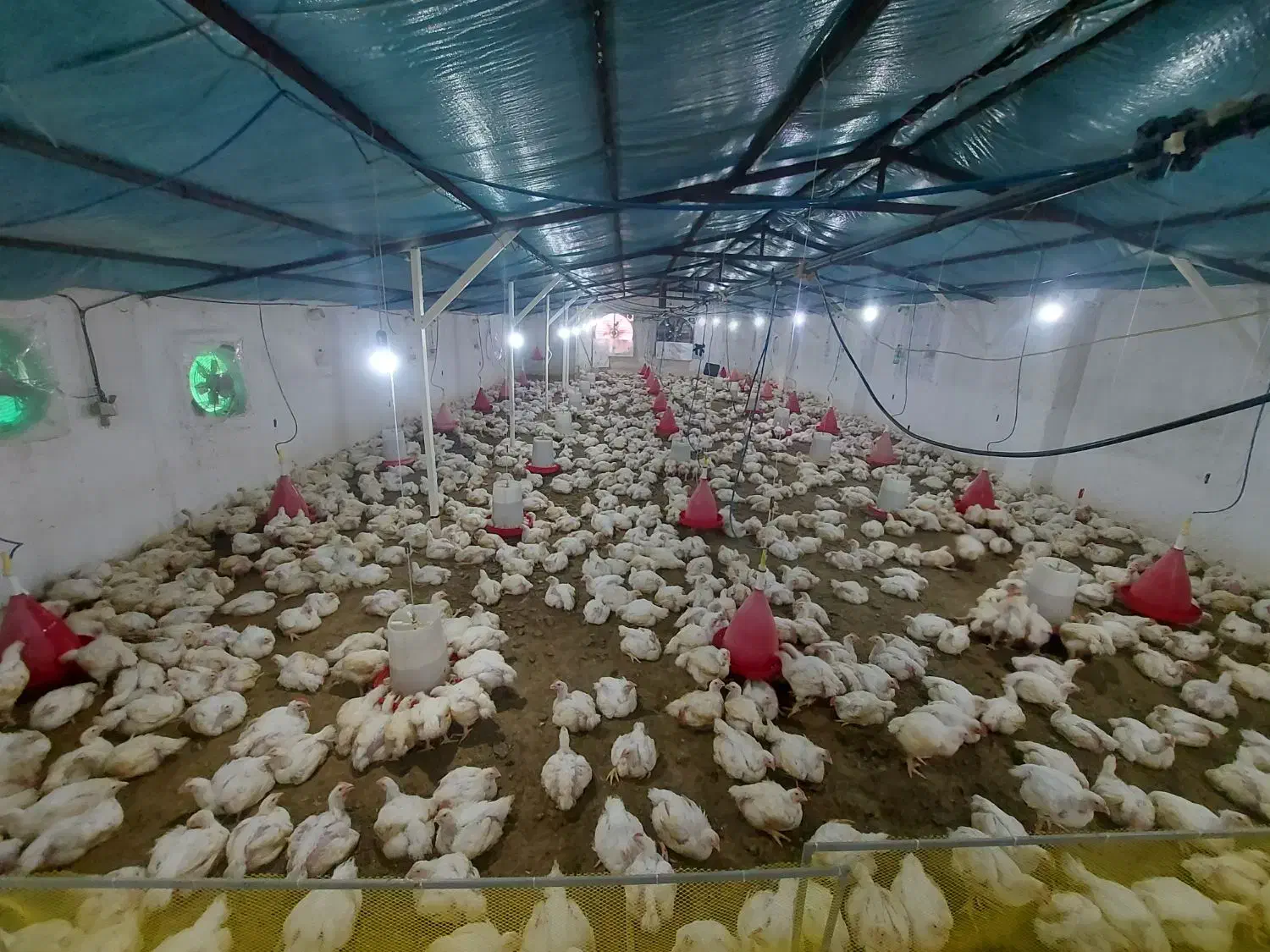 فروش مرغ زنده ارگانیک سر مرغداری|حیوانات مزرعه|قائم‌شهر, |دیوار