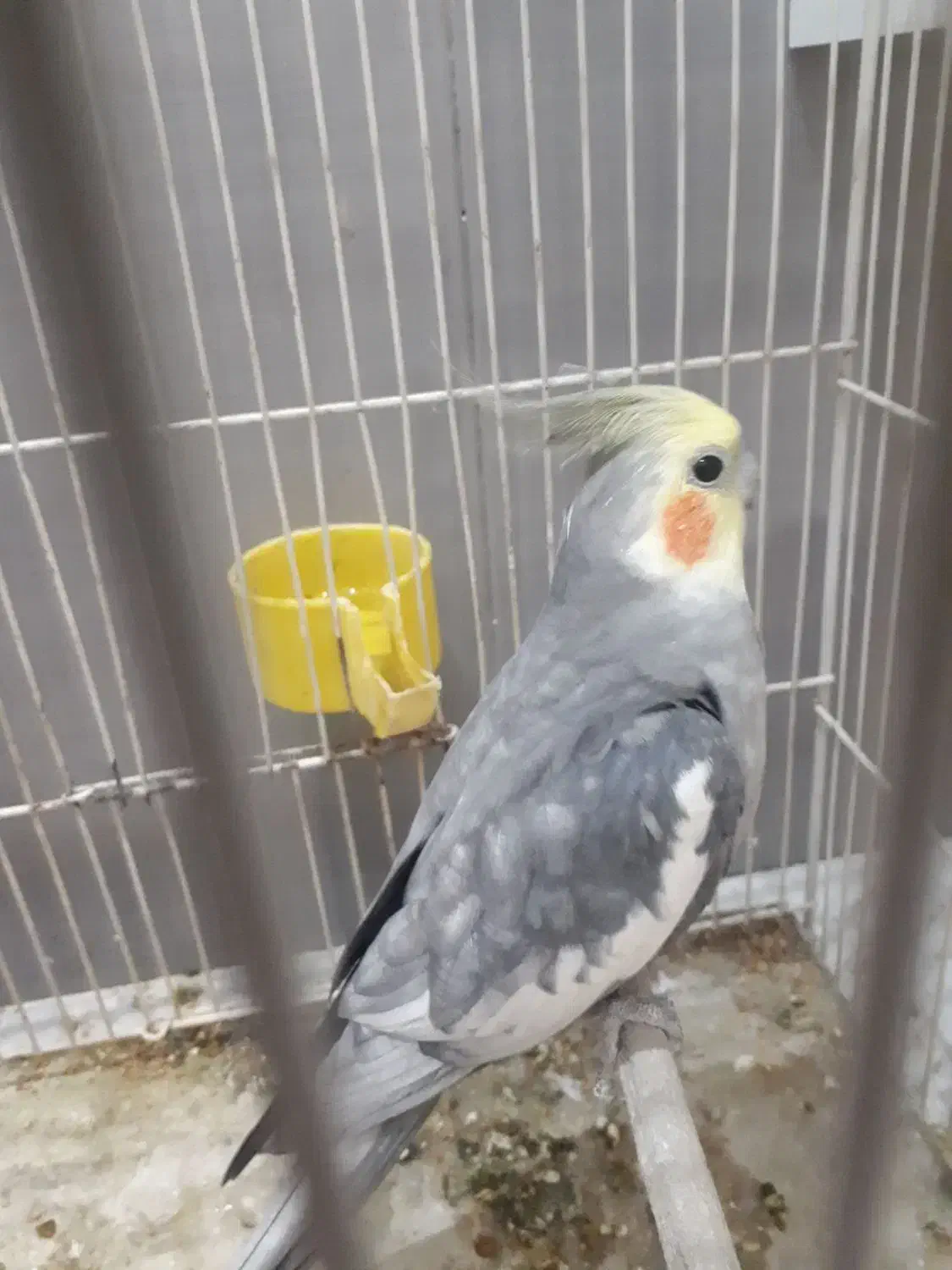 عروس هلندی نر دستی سخنگو|پرنده|طرقبه, |دیوار