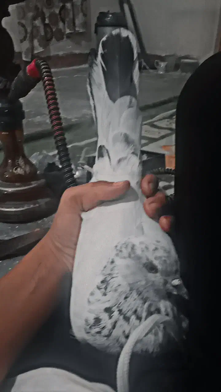 کفتر|پرنده|مسجد سلیمان, |دیوار