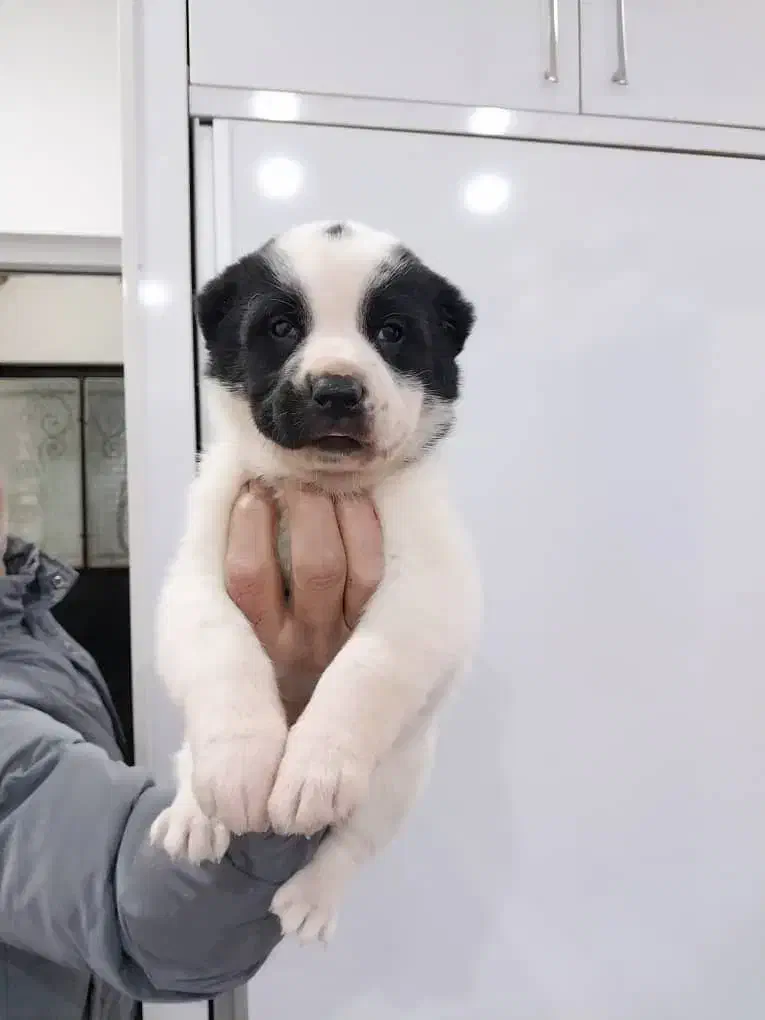 سگ آلابای سگ ماستیف روسی|سگ|کرج, کوی زنبق|دیوار