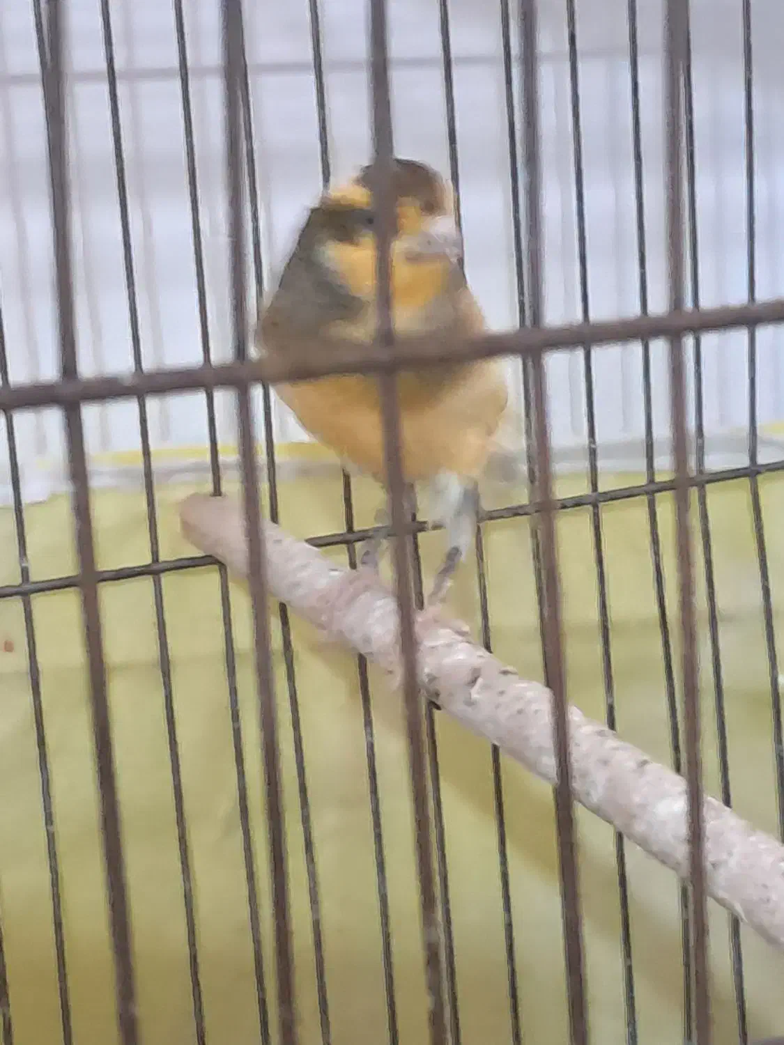 قناری نر|پرنده|برخوار, |دیوار