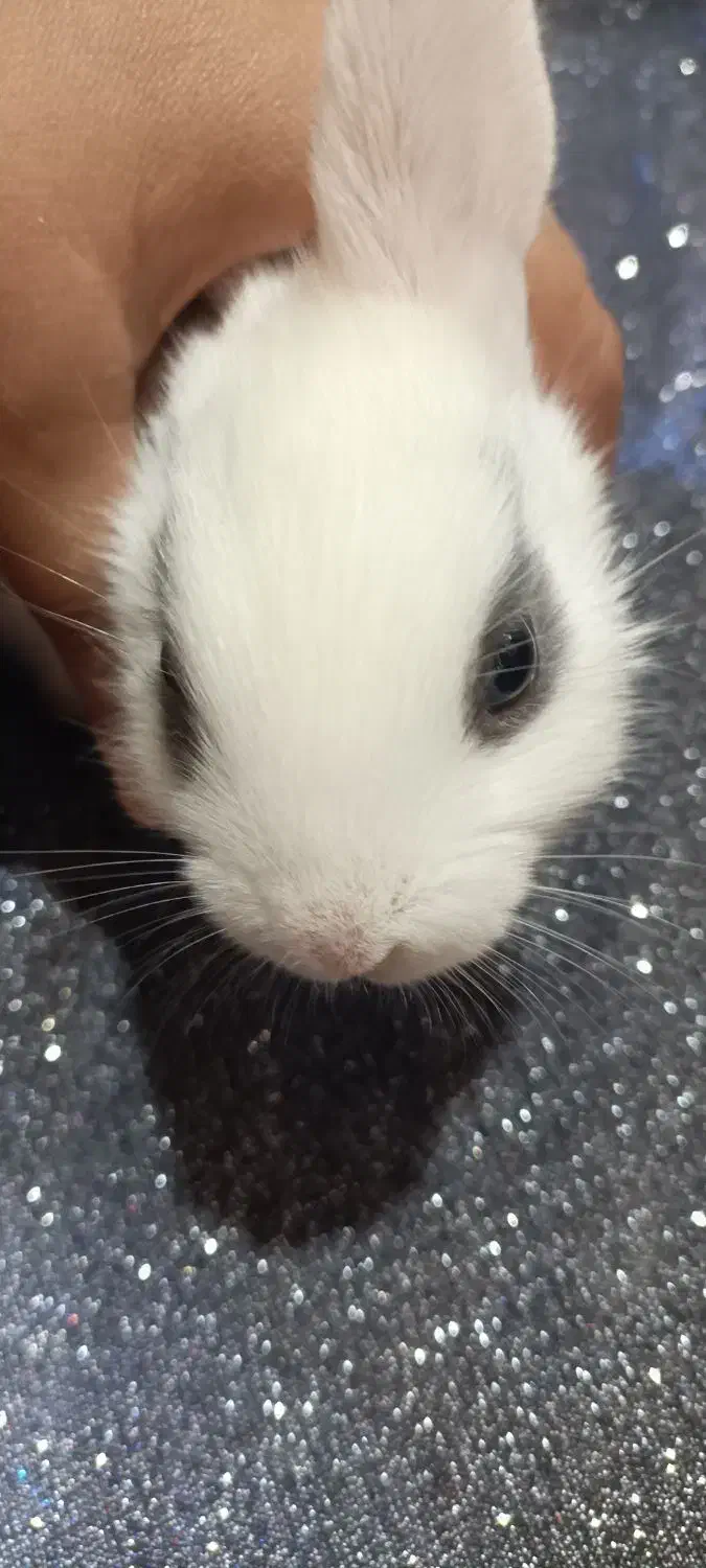 بچه خرگوش|موش و خرگوش|مسجد سلیمان, |دیوار