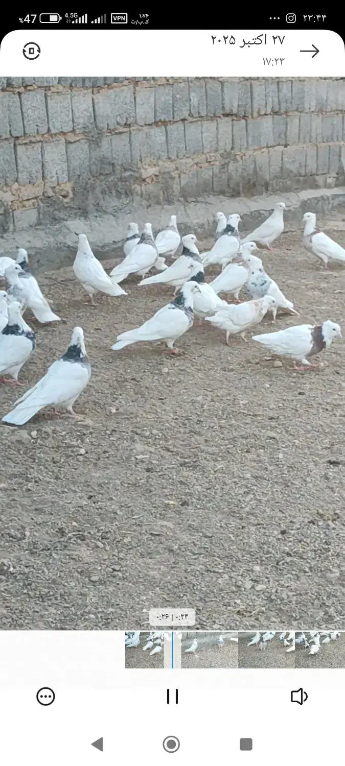 کبوتر توقی نسل دار|پرنده|دیواندره, |دیوار