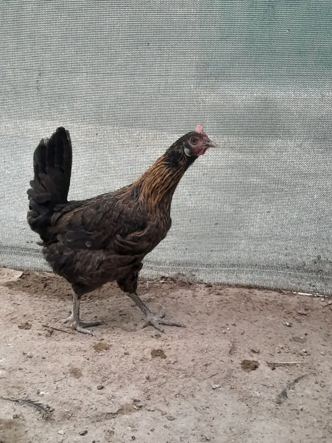 مرغ محلی اصل۵۵۰|حیوانات مزرعه|بندر دیر, |دیوار