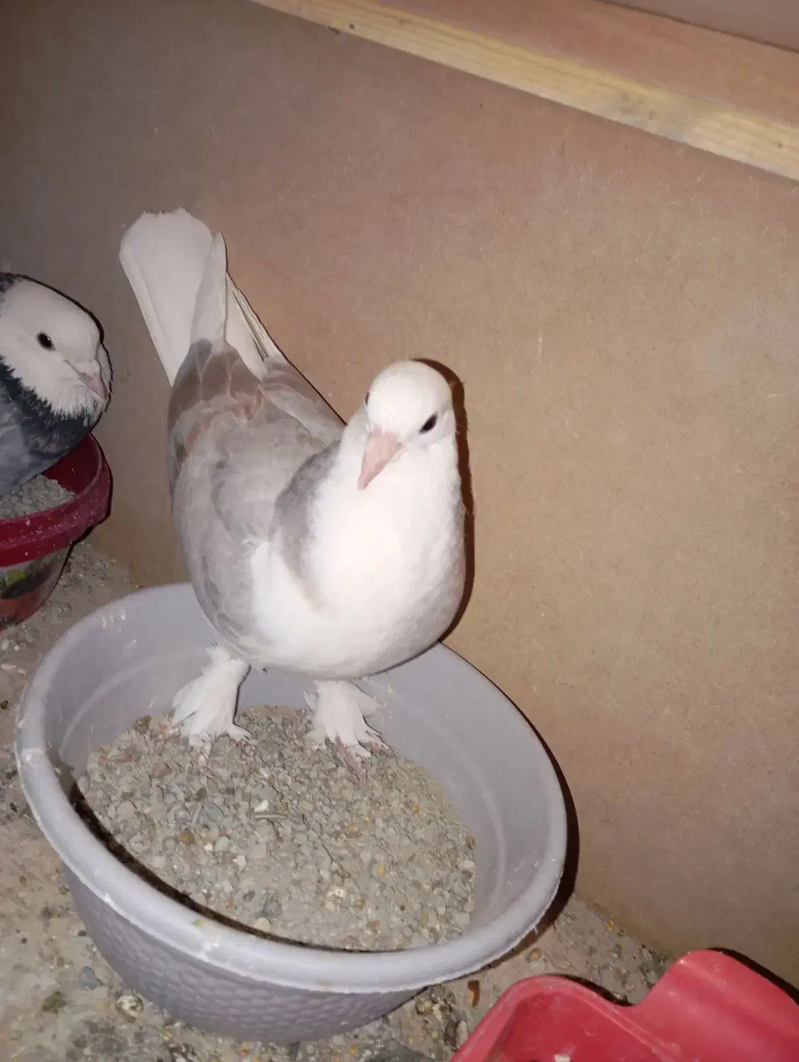 کفتر هما سرور|پرنده|صباشهر, |دیوار