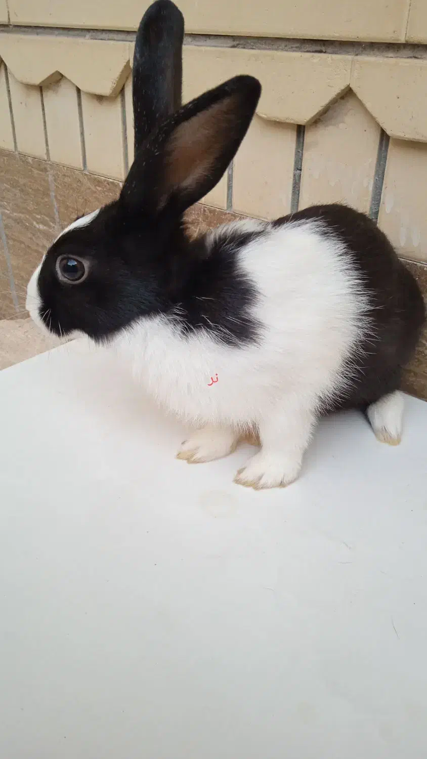 خرگوش|موش و خرگوش|ایرانشهر, |دیوار