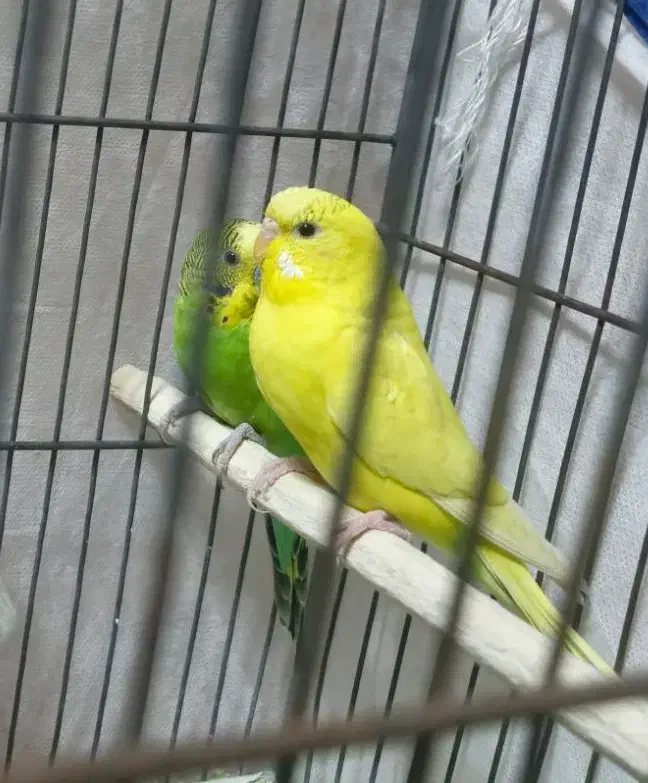 مرغ عشق|پرنده|قم, شاه ابراهیم|دیوار