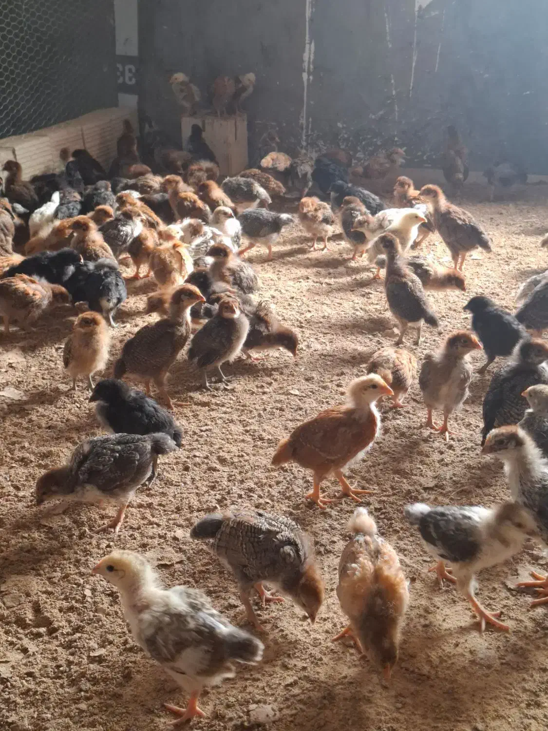 جوجه خروس محلی یک ماهه واکسن خورده|حیوانات مزرعه|سیرجان, |دیوار