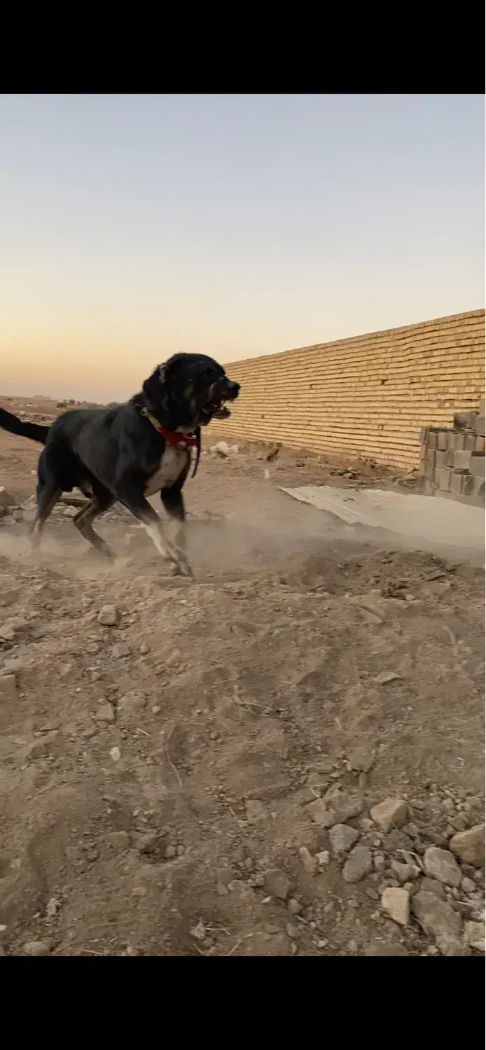 سگ نگهبان|سگ|اراک, |دیوار