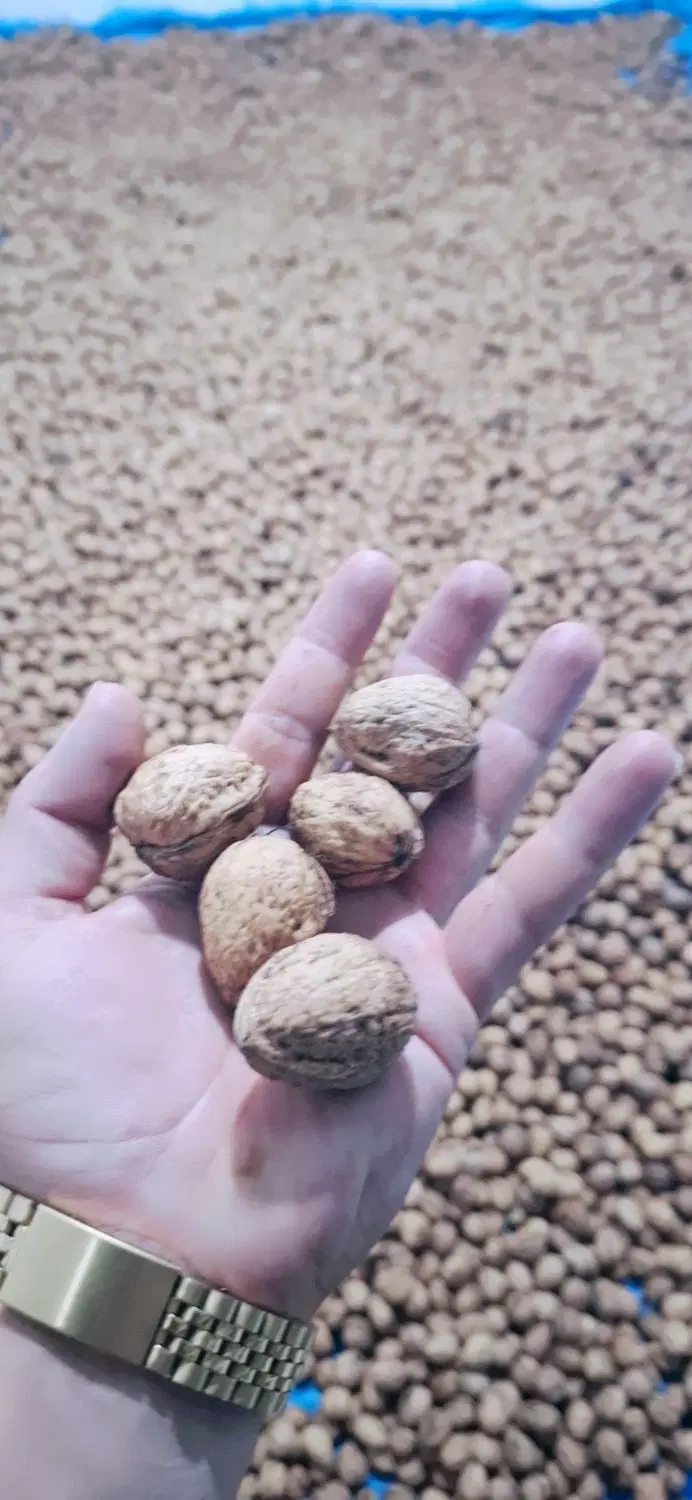 گردو|خوردنی و آشامیدنی|خلخال, |دیوار