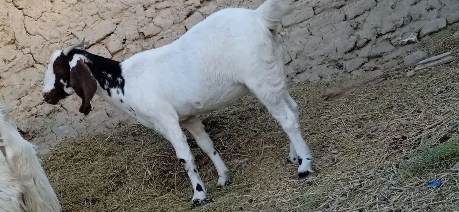 بزه|حیوانات مزرعه|کرباسک, |دیوار