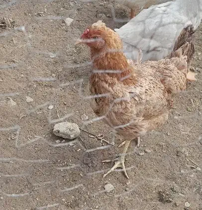 مرغ وخروس|حیوانات مزرعه|رشت, لاکان شهر|دیوار