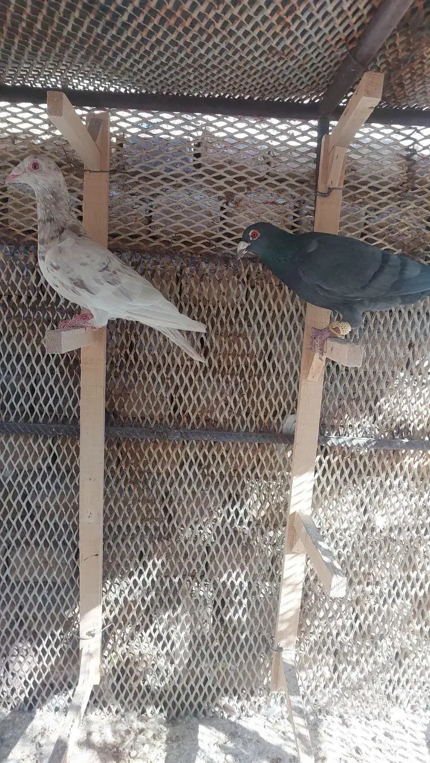 یک جفت کفتر کارخانه|پرنده|قزوین, |دیوار