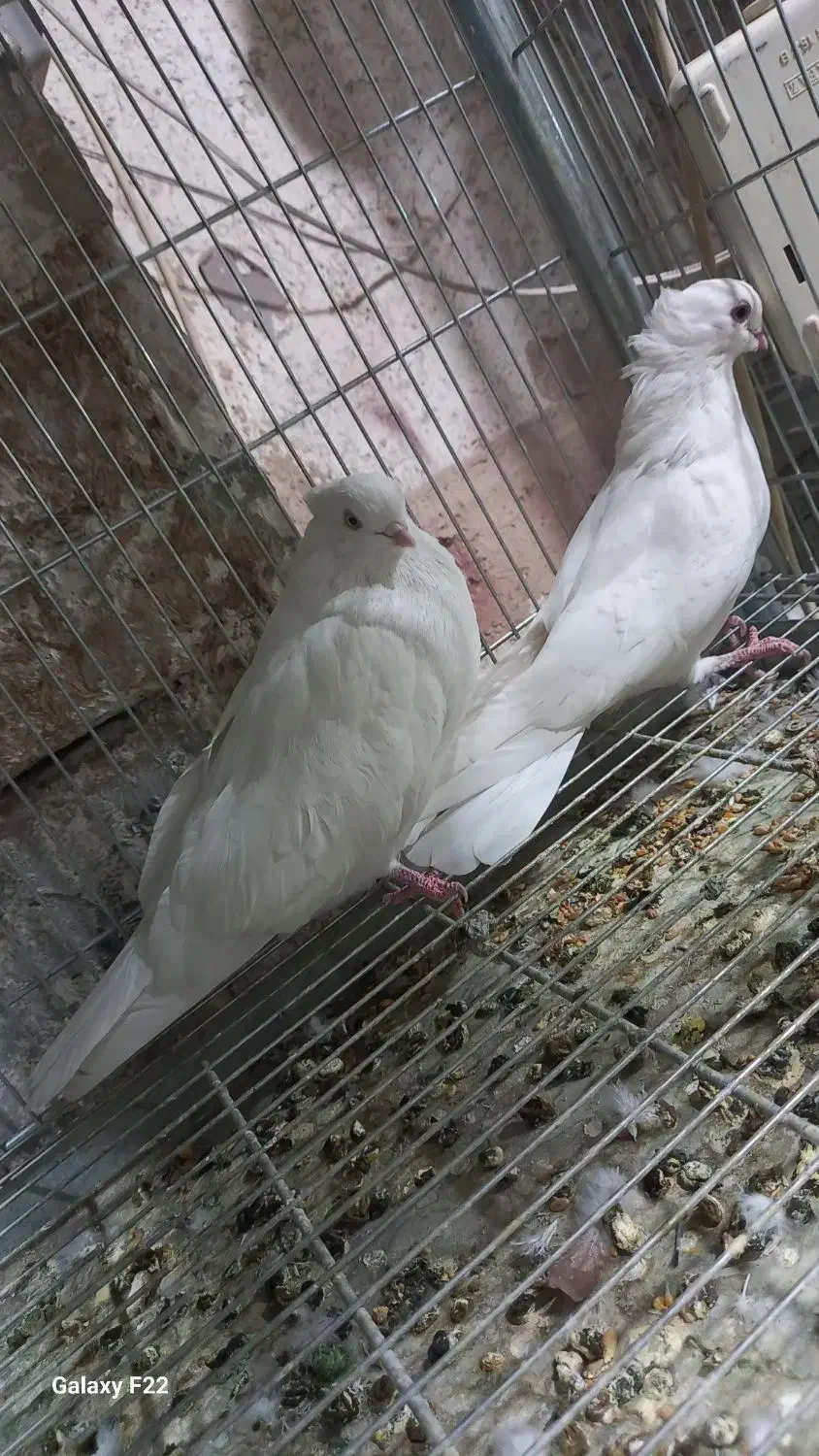 کبوتر تهرانی|پرنده|خمینیشهر, |دیوار