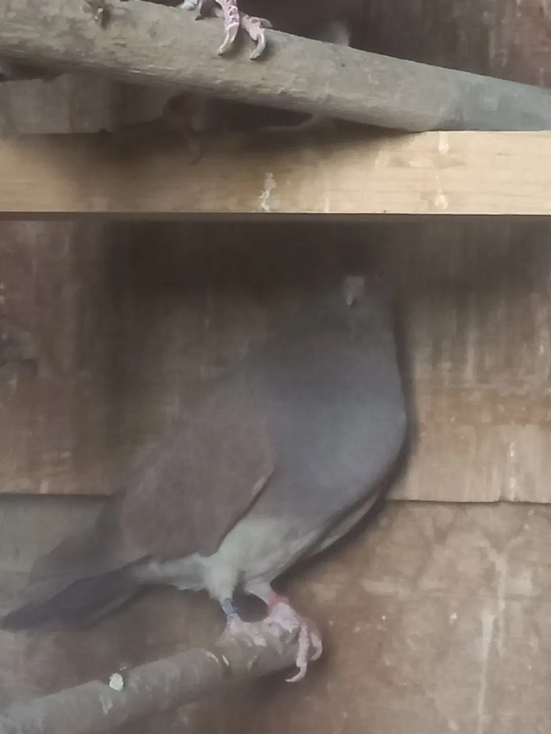 دونه ۱تومن ۶تا باهم فروخته میشه جداگانه دونه ۳تومن|پرنده|بهارستان, |دیوار