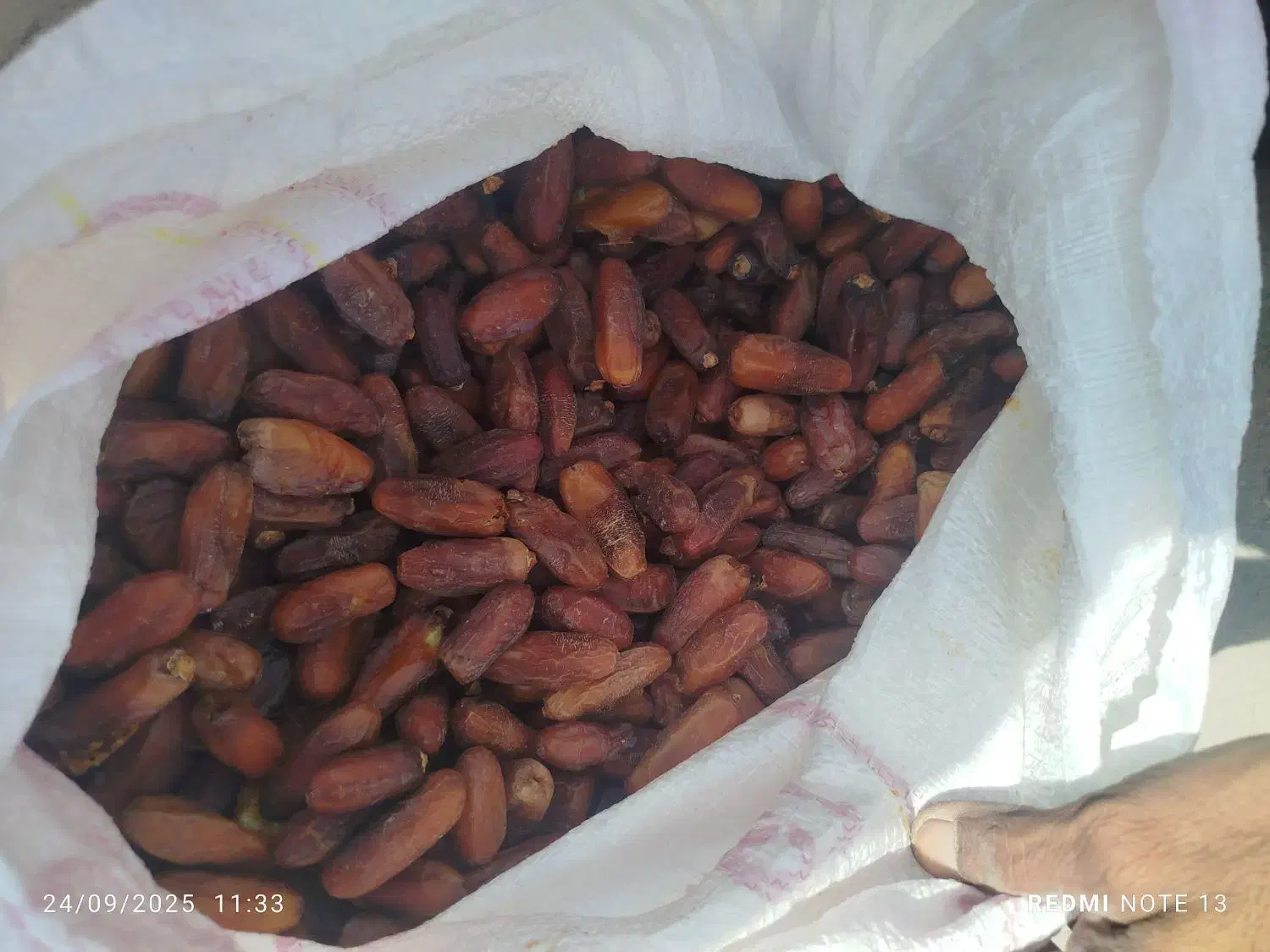 خرید ضایعات خرما.لر پون بالاترین قیمت|خدمات پیشه و مهارت|سراوان, |دیوار