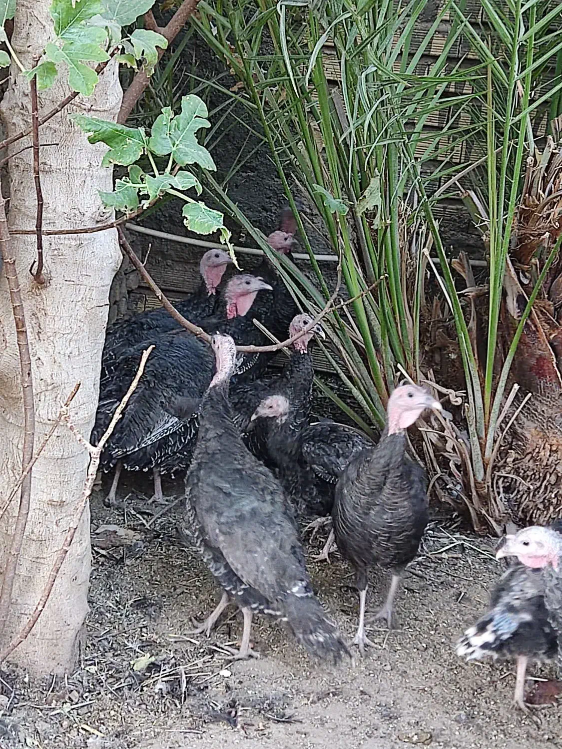 بوقلمون|حیوانات مزرعه|بم, |دیوار