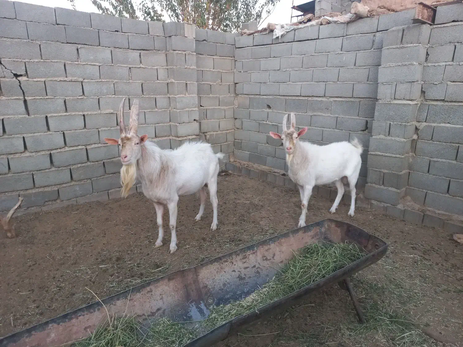 کل ثانن|حیوانات مزرعه|امیرآباد, |دیوار