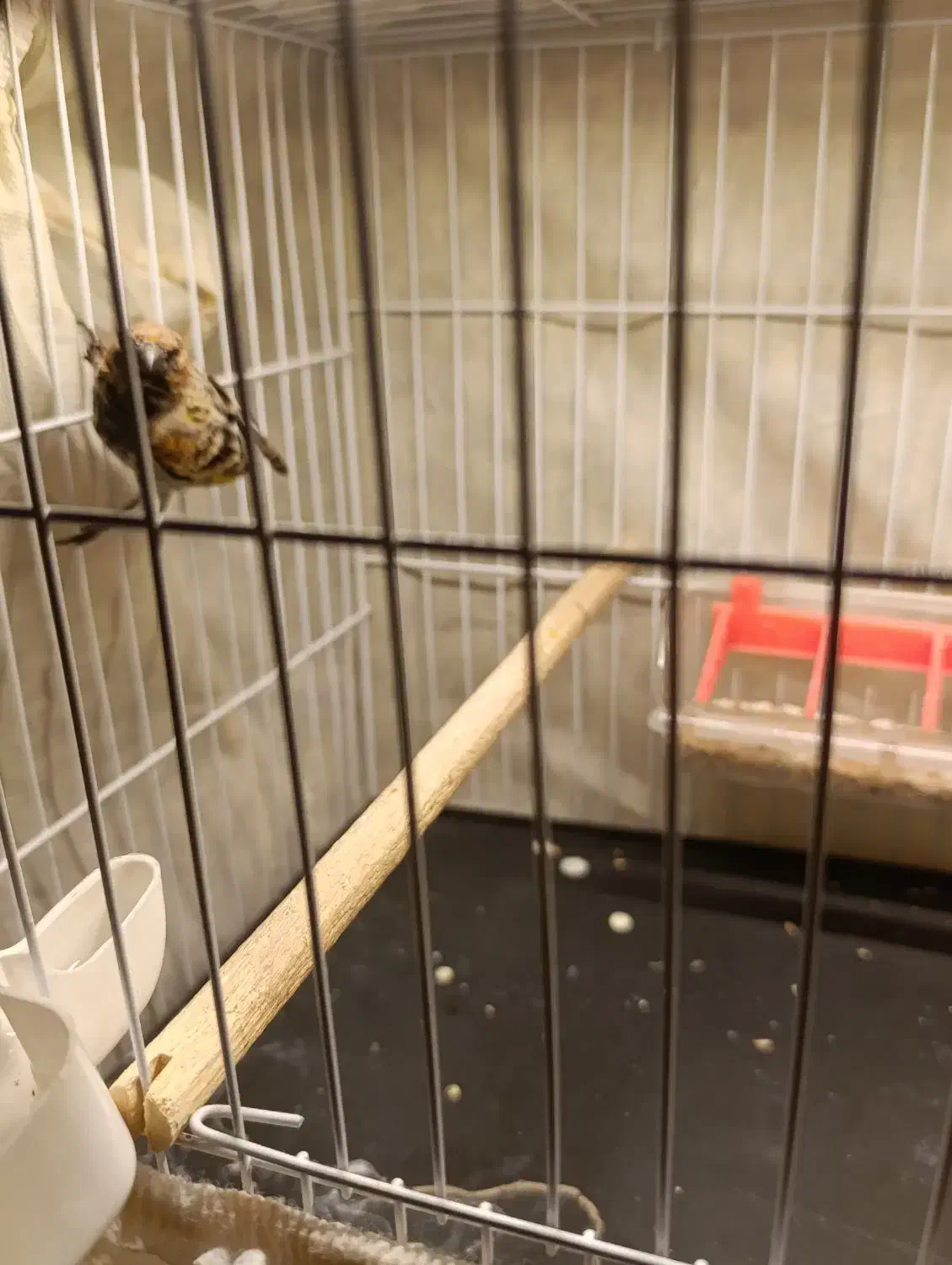 حراج بخون|حراج|زرند, |دیوار