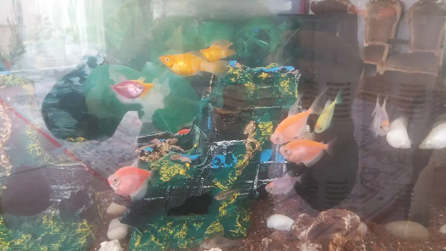 اکواریم با ماهی|ماهی|یزد, |دیوار